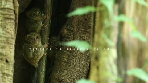 Night monkeys, also known as owl monkeys or douroucoulis, are nocturnal New World monkeys