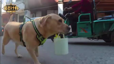 Dog with IQ surpasses owner, instructs owner to help him with laundry, a dog genius!