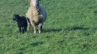 Sheep and Lambs On A Farm Field In Great Britain.