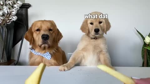 Dog_Reviews_Food_With_Baby_Puppy_|_Tucker_Taste Test