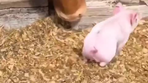 baby pig - playing with cows