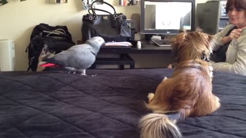 My African Grey, George, plays with my dog