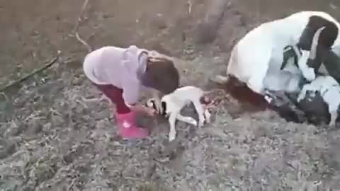 Goat delivery