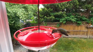 Wild Hummingbirds Return After Losing Their Nesting Tree