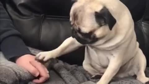 My pug want attention from everyone Funny compilation