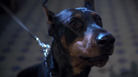 How amazing are the scenes of the power and horror of Dobermann