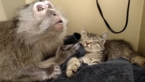 Monkey extremely excited for rescued kitten addition
