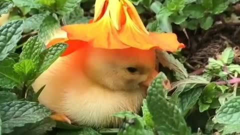 Cute duck gets a new hat