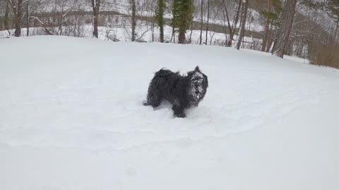 A Puppy enjoying the snow for the first time.