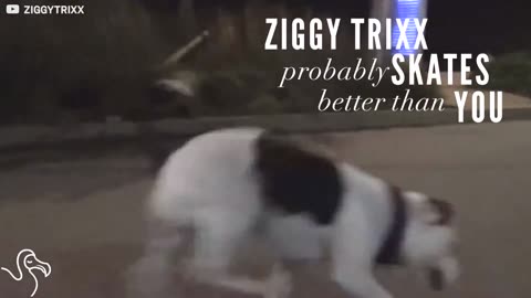 Nothing Can Slow This Dog Down