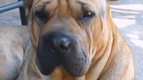 Red Shar Pei Dogs Video 2021