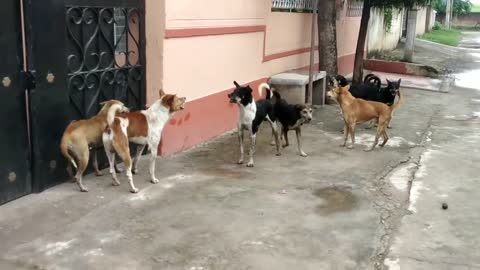 Dog fighting each other dog videos