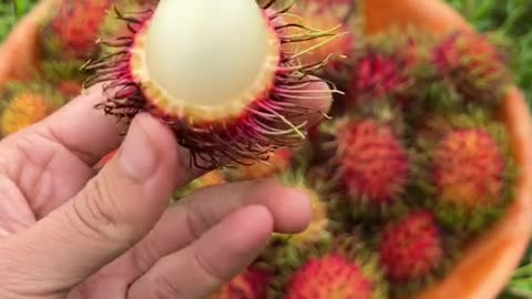 Rambutan. Related to lychee and tastes the same