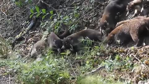 The battle to protect the land and the kind of the white-nosed coati from the snake