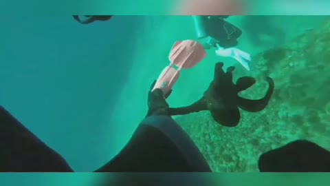 Octopus trying to play with scuba diver