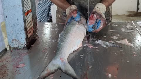 Huge Salmon Fish Cutting Skills In Fish Market Bangladesh