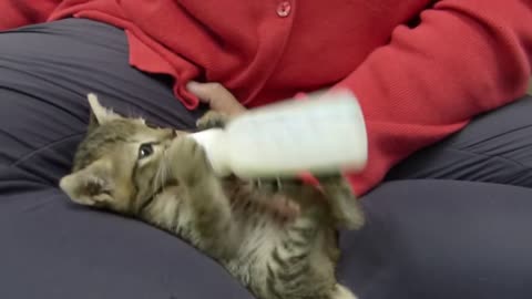 Cute kitten eating milk & Make funny - Really Cute & Smart