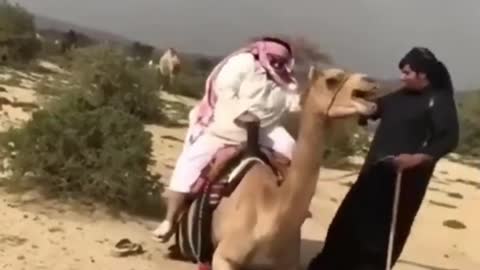 Funny camel ride