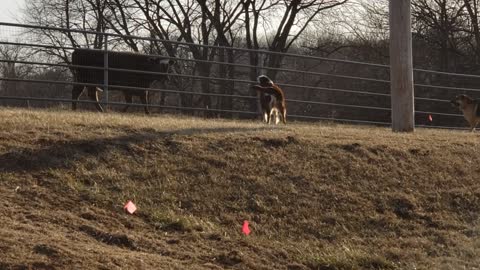 Cow Has Fun with Dogs at Fence