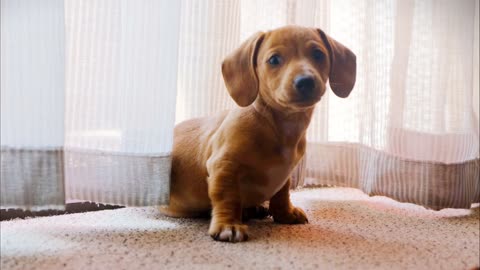 cachorrinho tentando entender o que esta acontecendo