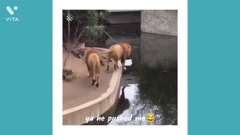 #funnyfails #funnyanimal #funnydog Try not to laugh | Funny fails 2022 | Funny dog video |