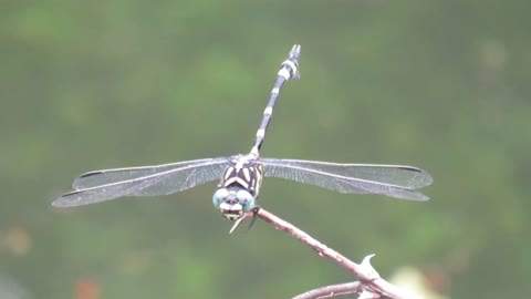 Dragonfly