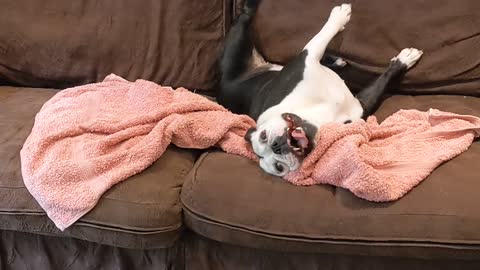 Doggy Gets Super Excited After Bath Time