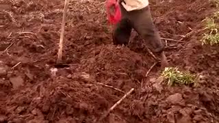 Uganda fields to farm