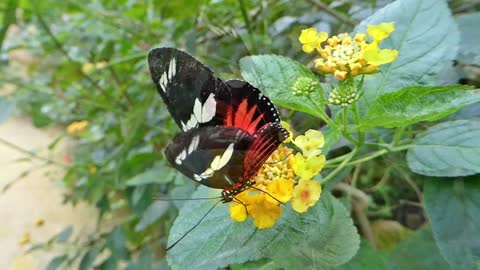 Beautiful Rainforest Butterflie