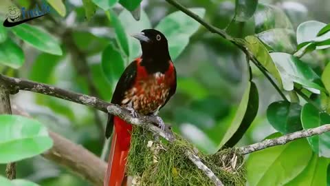 Wild birds and their babies care