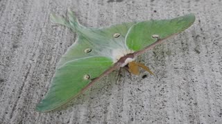 Butterflies and Moths of Eastern Ontario, Canada