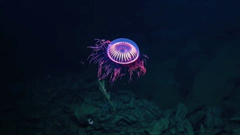 Who knows what this is? Is it like fireworks blooming in the deep sea