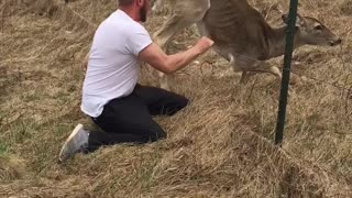 Saving a Deer Stuck on Barbed Wire Fence