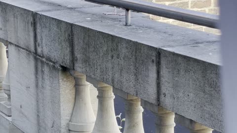 Friendly Seagull Barks on Balcony