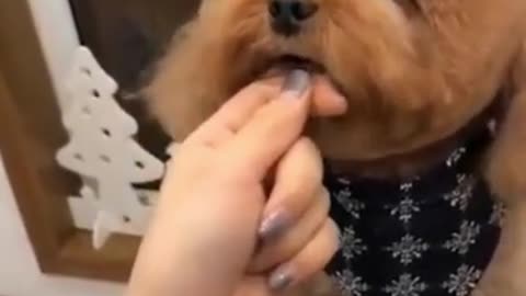 Cutest pussy dog grooming 🤩😍