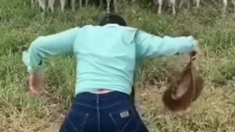 Animal Funny Videos - Women Funny movements scaring Cows - #shorts