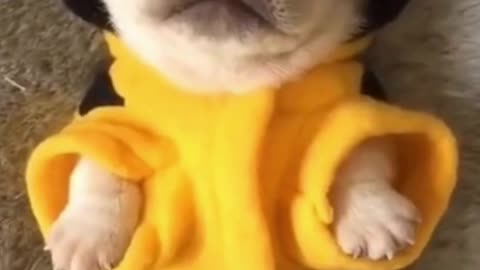 Cute adorable puppy in BEE costume