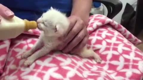 Two week old Kitten drinking milk