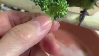 Merlin Eating Broccoli