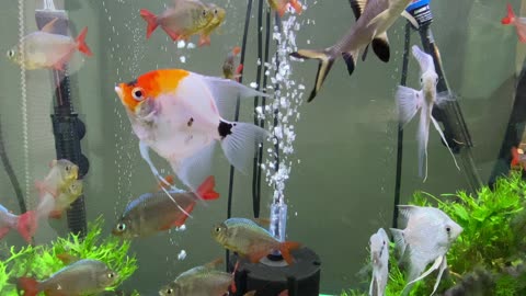 Angelfish in 120 gallons fish tank