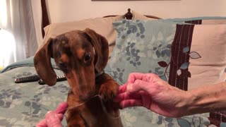 Wiener Dog Documents His Nighttime Routine