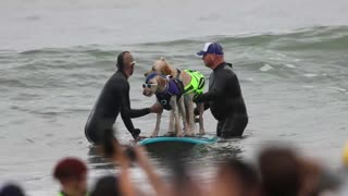 California celebra el torneo de surf canino... increíble la técnica de algunos perros