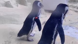 A couple don't want to talk to you in front of you # Penguin