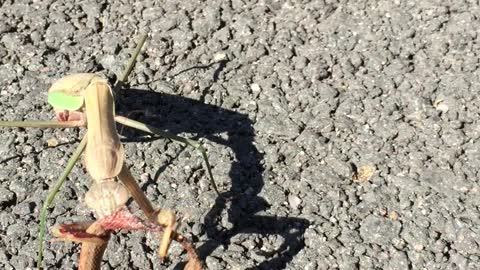 Praying (Preying) Mantis Eats Snake