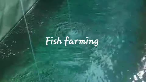Kashmir fish farming