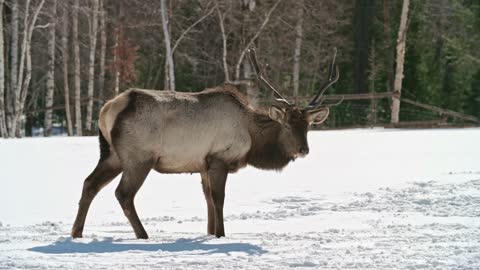 A deer Walking in the snow