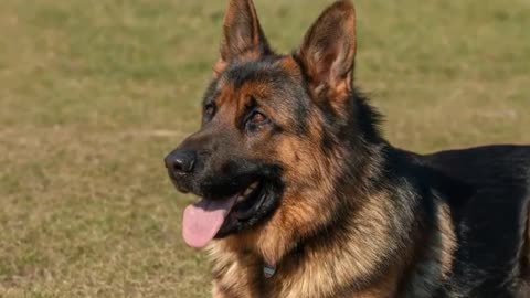 Top 10 BEST Dog Breeds In The World