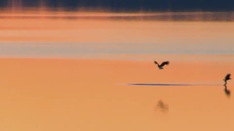 Bald Eagle Vs seagull