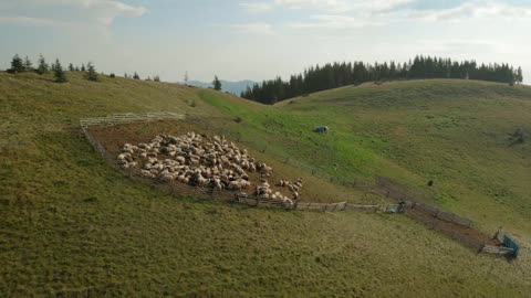 Sheep in sheepfold in Carpathian mountains