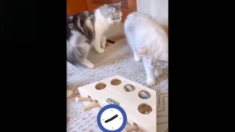 cute and funny pets try not tô larga tô these pensando compilation cutest